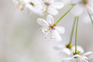 White flowers on a fruit tree on nature