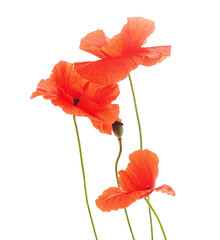 Bouquet of red poppies.