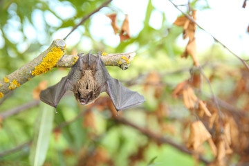little bat hanging on a tree branch