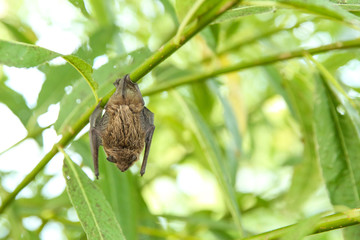 little bat hanging on a tree branch