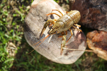 brown crayfish on the stone close up