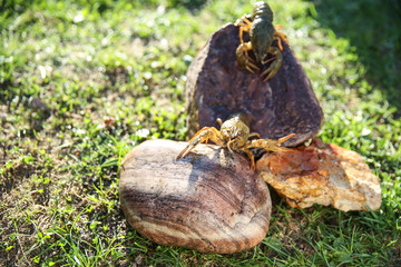 brown crayfish on the stone close up