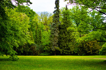Obraz premium Meadow with green grass and trees in Zamecky Park in Hluboka Castle (Hluboka nad Vltavou, Czech Republic) during spring season