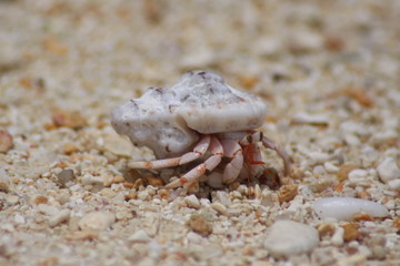 Seychelles Expedition 2009