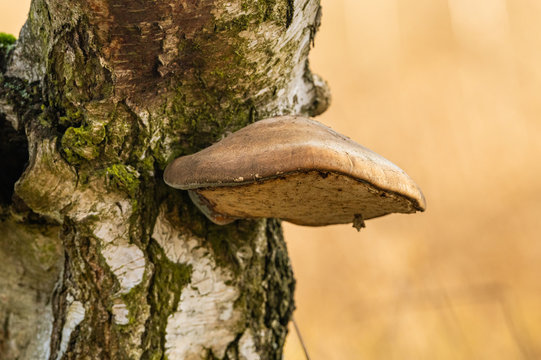 polypore mushroom on the stem of birch tree