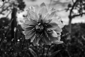 Flor en Blanco y Negro © Cristian