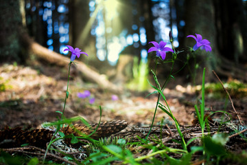 A beautiful mountain landscape. Picture of purple flowers growing in mountain forests, in the shade of trees. Peace and peace in the forest world.