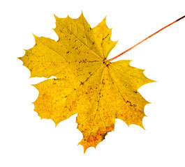 single autumn yellow maple tree leaf in sun shine, isolated on white