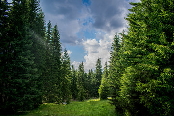 a glade in the middle of a beautiful fir forest. A dramatic sky on a mountain summer day © bogdan vacarciuc