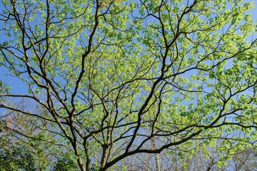 新緑の木