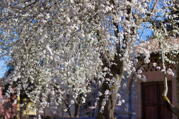 branches of plum tree in bloom in a rustic courtyard