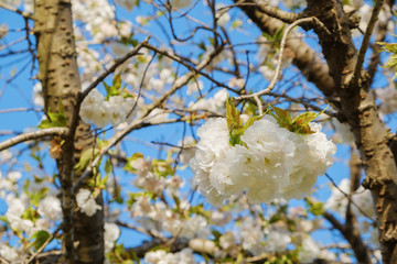 桜の花