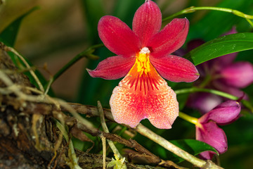 Orchidee
