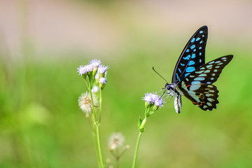 Fresh and soft background of flowers and butterflies in spring sunshine