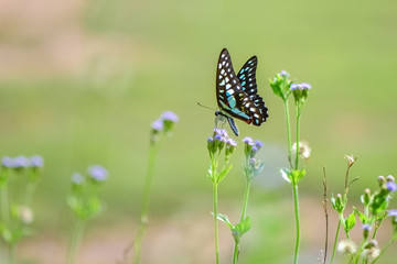 Fresh and soft background of butterflies in flowers.
