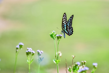 Fresh and soft background of flowers and butterflies in spring sunshine