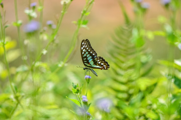 Fresh and soft background of flowers and butterflies in spring sunshine