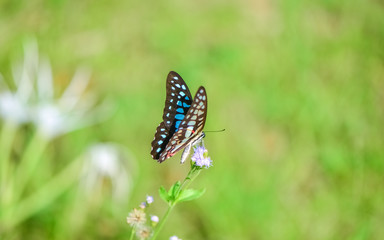 Fresh and soft background of butterflies in flowers.