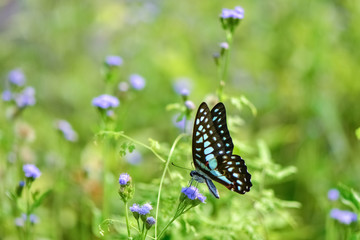Fresh and soft background of butterflies in flowers.