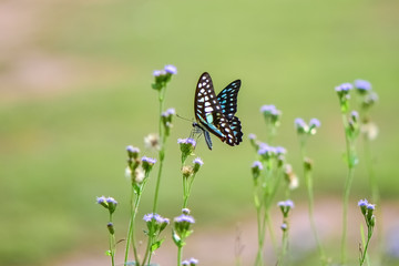 Fresh and soft background of flowers and butterflies in spring sunshine