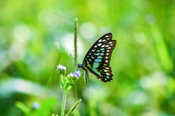 Fototapeta na wymiar Fresh and soft background of butterflies in flowers.