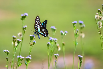 Fresh and soft background of butterflies in flowers.