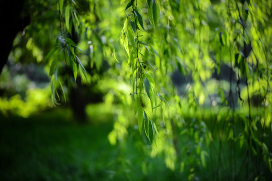 The soft and virtual green background of willow trees is shot in large aperture.