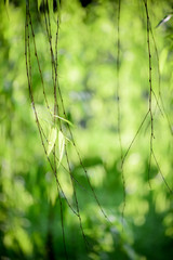 Soft green background of willow trees in spring under large aperture of camera.