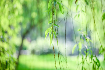 Fototapeta na wymiar Soft green background of willow trees in spring under large aperture of camera.