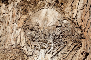 Baumstamm, Holztextur, Hintergrundbild, braune Baumrinde