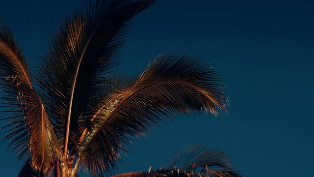 Slowmotion Golden Palmtree Slowly Moving Background With Blue Sky And Copy Space For Tropical Themed Announcements