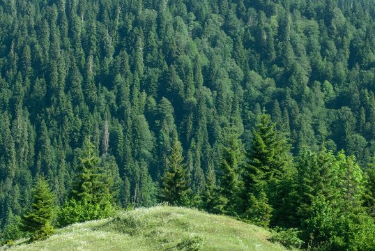 Forest in the mountains, full screen forest,