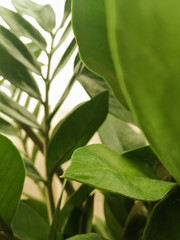 Close up of zamiifolia indoor plant. Zamioculcas green leaves with water drops on them. Branches of decorative houseplant that make green floral background. 