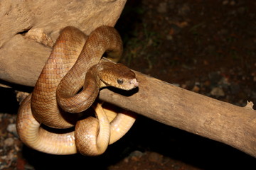Obraz premium Cat snake (Boiga beddomei) wrapped around a tree trunk, India.