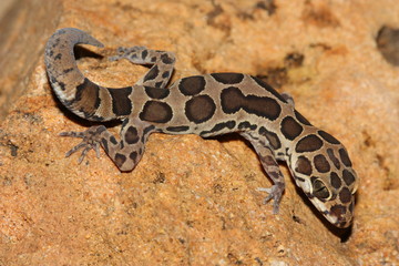 Clouded Gecko, (Geckoela Colagolensis), is a species of gecko in the family Gekkonidae.