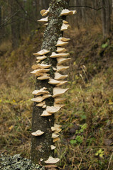 Parasitic bracket fungi on a tree.