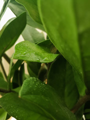 Close up of zamiifolia indoor plant. Zamioculcas green leaves with water drops on them. Branches of decorative houseplant that make green floral background. 