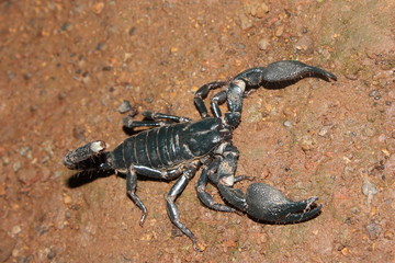 Scorpion. A large black scorpion which lives in flattened burrows. Its sting is very painful..