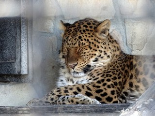 Leopard at zoo