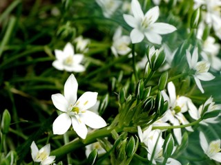 White garden flowers