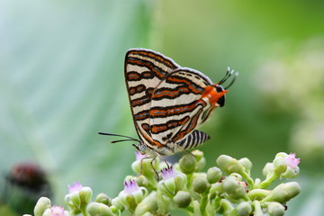 Fototapeta na wymiar Common Silverline Butterfly (Spindasis vulcanus vulcanus) 