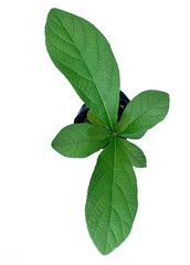 top view of Teak tree in poly bag isolated on white background	