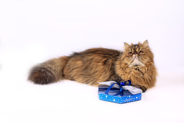 Pensive Persian cat with a gift box. Very beautiful. isolated on a white background. Close-up.