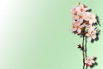 Sakura isolated on a green background. Gradient. Shadow. Top view.