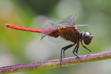 Dragon Fly (Red Marsh Glider) Location: Agumbe, Karnataka