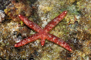 Starfish on the beach, Kavaratti, East Lagoon, Lakshadweep..