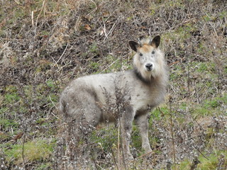 Fototapeta premium ニホンカモシカ
