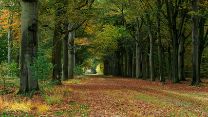 Idyllic path covered in brown leaves in colorful autumn forest.
