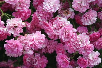 Rose Hedge Location: Birmingham, UK