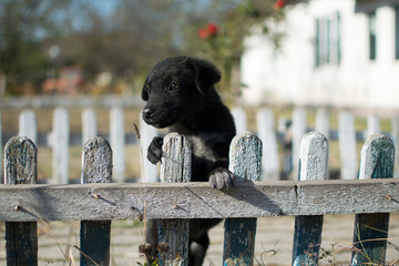A very cute little abandoned puppy sits on a fence. A beautiful black puppy